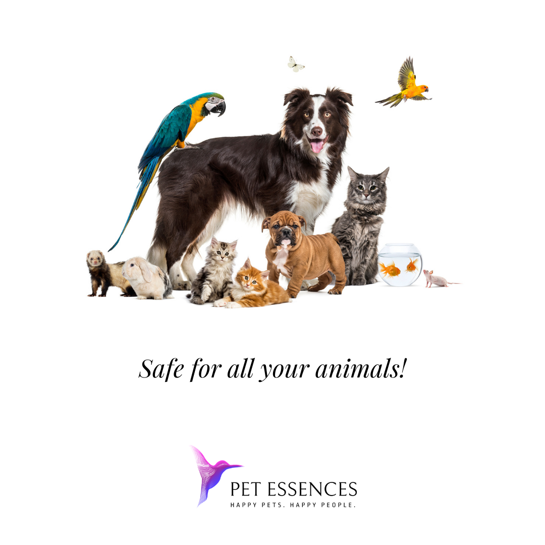 Out of Control Formula for Dogs, Cats, and more - Pet Essences