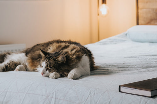 Keep a Journal for Your Pet's Health