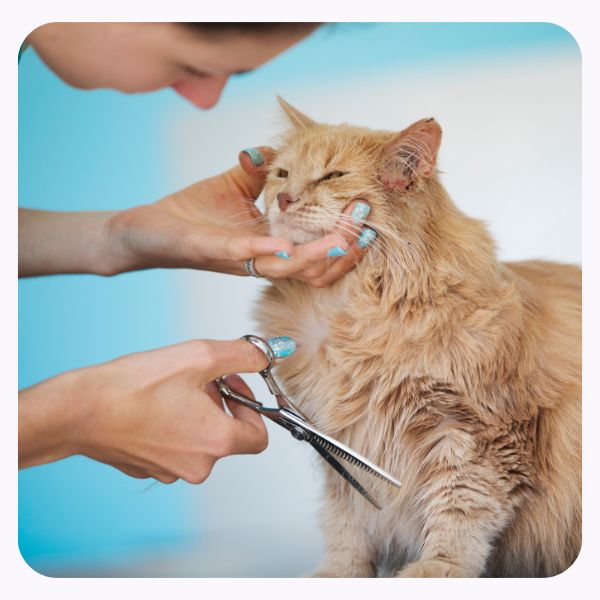 Flower Essences for Pet Grooming 